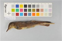 藏品(北蝗鶯)的圖片